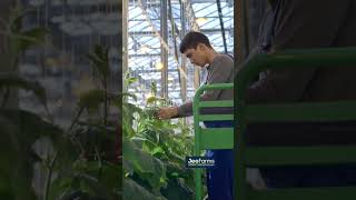 Daily Maintenance Work in the Greenhouse #GeothermalGreenhouse #ThermalAgro #Farming