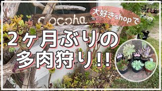 【多肉狩り】私の行きつけshopも紹介！ 狩っ多肉/一目惚れ多肉/初買い多肉