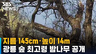 '지름 145cm · 높이 14m' 광릉 숲 최고령 밤나무 공개 / SBS