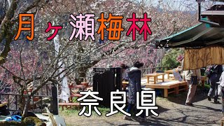 美原北ICから奈良県　月ヶ瀬梅林へ　ハイパーラプス動画