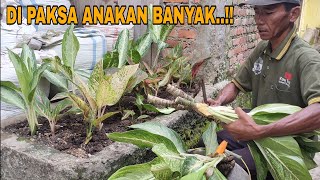 CARA MERAWAT AGLONEMA AGAR ANAKAN NYA BANYAK !!