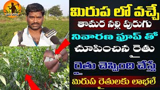 Mirchi Nalli Purugu Nivarana | Thrips control in Mirchi forming  | Agriculture | Mana Kisan Tv