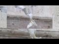 Pope Francis' peace doves attacked