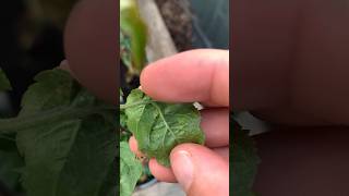 How to get ride of aphid on your plants #gardentips #garden #aphid