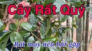 Cây Rất Quý, Gặp Ở Đâu Lấy Luôn Ở Đó, Nhiều Thứ B.Ê.NH Cần Đến | CTVC