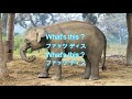 英語の歌　これは何？what s this （動物編）