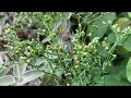 canadian fleabane fyp gardening