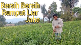 Bersih-Bersih Rumput di Ladang Jahe, Kehidupan Petani Kampung Halaman