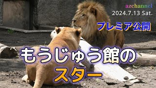 【旭山動物園のライオン＊トラ＊ヒョウたち】ライオンファミリーともうじゅう大集合！プレミア公開！