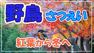 野鳥さつえい~2024紅葉から冬へ~