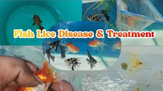 #cjdaquapro Fish lice disease \u0026 Treatment #fishlice #fishdisease #fishtreatment