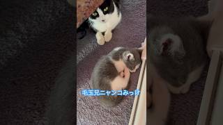 ネコと子ネコとおじさん　毛玉兄ニャンコ団子とハチワレニャニャーン　#shorts #cat #cats #ねこのいる生活 #ねこ #猫 #子猫 #kitty #ハチワレニャニャーン　#毛玉ニャンコ