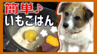 【犬にサツマイモＯＫ】これがほんとのイモごはんだよ🍠犬にさつまいも 良い点 気を付ける点は？簡単いもレシピ/ジャックラッセルテリア/チップ/6歳