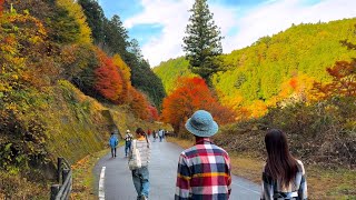 4K Japan Walk - Beautiful Japanese Autumn 🍂 Walking Tour Aichi, Japan