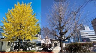 【日本の四季】Japan's four seasons(autumn and winter)11月20日…▶︎ ...12月26日