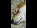 柴犬の白目〜。