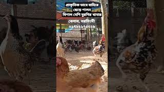 প্রাকৃতিকভাবে বাহিরে ছেড়ে পালন করা হয় #দেশি মুরগির বিশাল এই খামারে#viral #পোল্ট্রি #shortsvideo