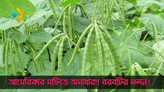 আমেরিকার মাটিতে অসাধারণ বরবটির ফলন। #America_Borboti