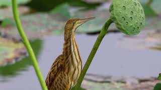 ヨシゴイ幼鳥