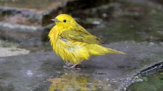 Yellow Warbler