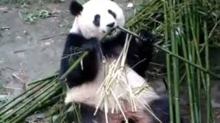 Awesome fat Panda eating =]]