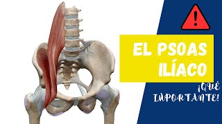 Músculos PSOAS e ILÍACO. Sácale el 👉MÁXIMO provecho conociendo su anatomía👇