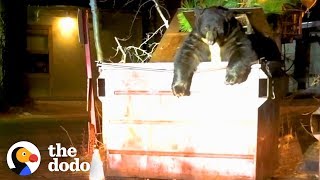 Huge Bear Trapped In Dumpster Helped By Cops | The Dodo