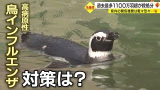 ペンギンの所にはネット…石川県で相次ぐ高病原性鳥インフルエンザ　動物園など対策に追われる