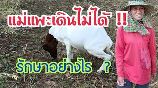 แม่แพะเดินไม่ได้ !!  รักษาอย่างไร ??