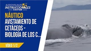 𝗡𝗔́𝗨𝗧𝗜𝗖𝗢 - de cetáceos - biología de los cetáceos, vídeo 1/2 (Subtitulado)