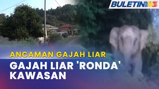 ANCAMAN GAJAH LIAR | Penduduk Bimbang Gajah Masuk Kampung