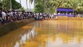 കഴിഞ്ഞ ആഴ്ച വളാഞ്ചേരി യിൽ നടന്ന ഒരു കാളപൂട്ട്.