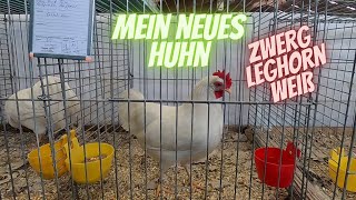 Neuzugang - Amerikanische Zwerg Leghorn Henne weiß - Zwerghühner - Hühner kaufen