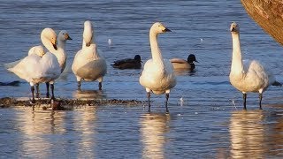 4K 琵琶湖畔のコハクチョウ