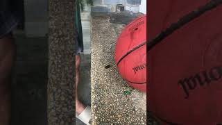 Repair ball using tire sealant