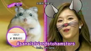 Twice - The Hamster Sana