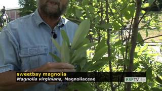 Trees with Don Leopold - sweetbay magnolia