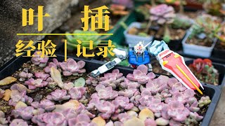 【多肉植物】叶插好简单，繁殖紫乐大成功~松哥的叶插经验分享~