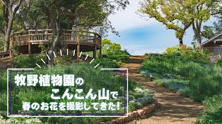 #19【春の撮影スポット】高知市・牧野植物園の花散歩！こんこん山で見つけた花の美【写真撮影初心者ガイド】