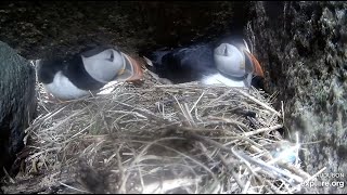 Male puffin greets female sitting on egg