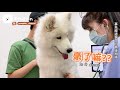 samoyed goes to the doctor for the first time【pumpkin】