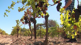 Aude : les cépages venus d'Espagne et du Portugal pour lutter contre la sécheresse des sols