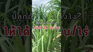 อยากปลูกอ้อยให้ได้ 20 ตัน/ไร่ ต้องดู!!!  #soilmate #ปุ๋ยซอยล์เมต #ปุ๋ยที่มืออาชีพการันตี