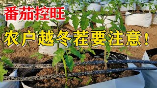 番茄控旺，农药用量多少合适？农户越冬茬要慎重【付老师种植团队官方频道】