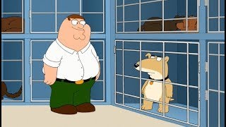 Family Guy - The Griffins meet Vinny -  - Best Compilation