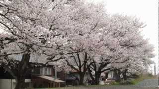 満開の山陰桜めぐり～特急「やくも」と共に