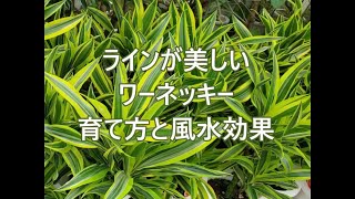 育てやすいワーネッキー　育て方と風水効果