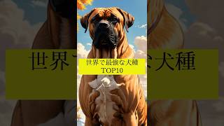 世界で最強な犬種TOP10 5位 #犬の雑学 #犬の豆知識 #犬種 #ボーアボール #最強犬種