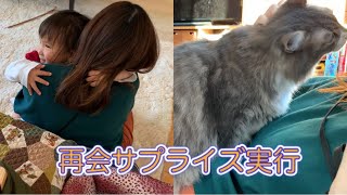 サプライズで1日早く退院したママに甘えてべったりな娘と猫　ノルウェージャンフォレストキャット　A cat that can be pampered by a discharged mom