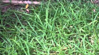 [Kikuyu Lawn Care] [Couch Lawn Care] [Bermuda Grass Lawn Care] [What Grass Is That] [Remove Kikuyu]